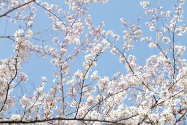 Japonya 'da güzel kiraz çiçekleri