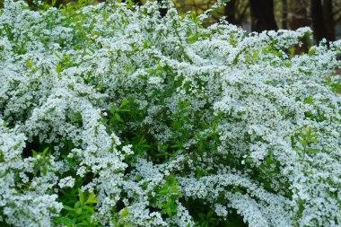 Bahçedeki beyaz çalı çiçekleri.