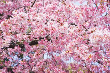 Dallarında pembe çiçekler açan güzel bir ağaç.