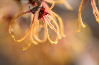 Bahçedeki kırmızı çiçeğe yaklaş.