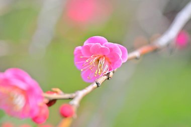 İlkbaharda ağaç frenlerinde açan pembe çiçeklere yakın.