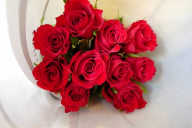 Beyaz arka planda güzel kırmızı güller