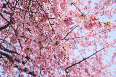 Japonya 'da kiraz çiçeği.