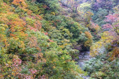 Ormandaki renkli ağaçların sonbahar manzarası