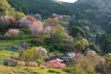 Japonya 'da kiraz çiçekleri