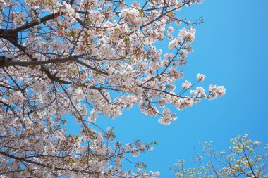 Bahar çiçekleri Bahçede çiçek açan kiraz ağacı.