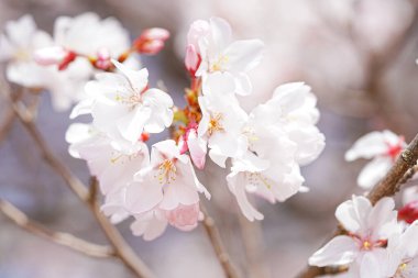 Ağaçtaki güzel bahar çiçekleri