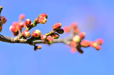 İlkbaharda ağaç frenlerinde açan pembe çiçeklere yakın.