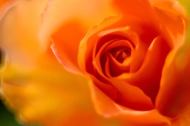 Güzel gül çiçeğinin yakın plan görüntüsü, seçici odak