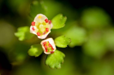 Açık havada büyüyen çiçeklerin kapağını kapatın.