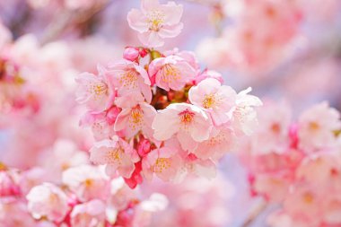 Sakura bahar çiçekleri. Bahçede çiçek açan kiraz ağacı.