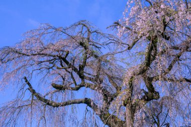 İlkbaharda kiraz çiçeği
