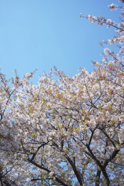 Bahar çiçekleri Bahçede çiçek açan kiraz ağacı.