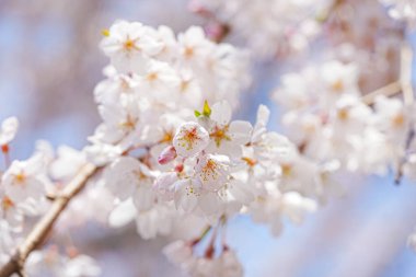 Bahar çiçekleri Bahçede çiçek açan kiraz ağacı.