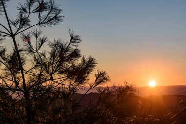 Çam ağacının dallarıyla güzel bir gün batımı