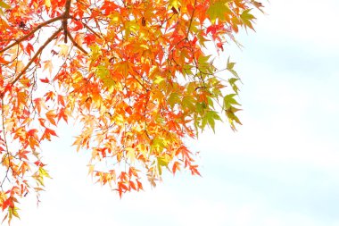 Ağaçta sonbahar yaprakları