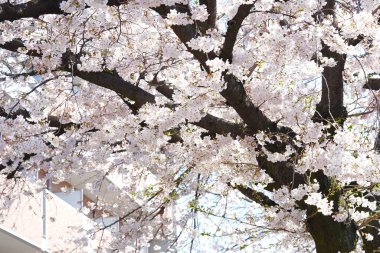 İlkbaharda açan ağaçların çiçeklerini kapat.