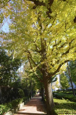 Ormanda güzel sonbahar yaprakları