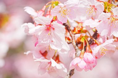 Sakura bahar çiçekleri. Bahçede çiçek açan kiraz ağacı.