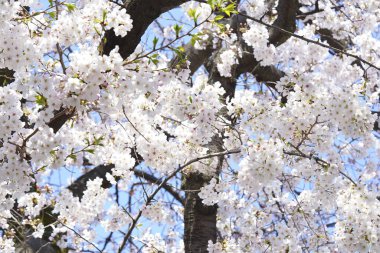 İlkbaharda açan ağaçların çiçeklerini kapat.