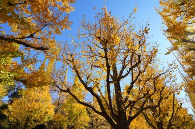Ormanda sonbahar yaprakları. Sonbahar sezonu arkaplanı       