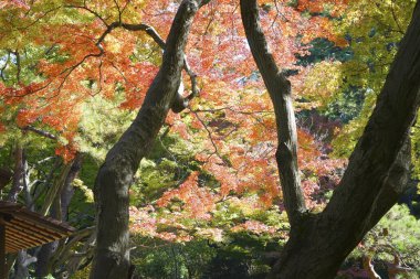 Parkta güzel sonbahar yaprakları
