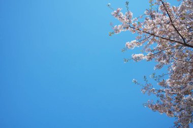 Bahar çiçekleri Bahçede çiçek açan kiraz ağacı.