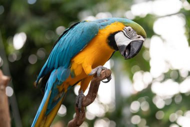 Mavi ve sarı tüylü bir papağan resmi.