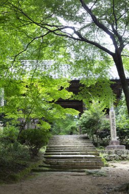 Taş adımlar yemyeşil bahçeden geçerek ahşap kapıya doğru ilerliyor.