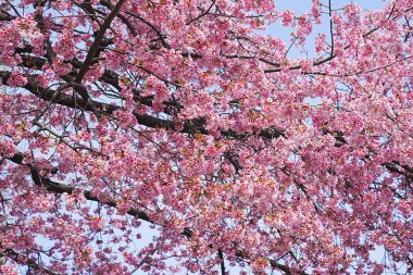 Japonya 'da kiraz çiçeği.