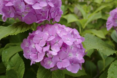 Bahçedeki menekşe güzel çiçekler