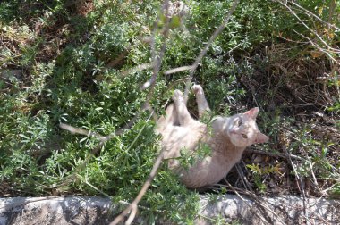 Caddedeki sevimli kedi, gündüz manzaralı. 