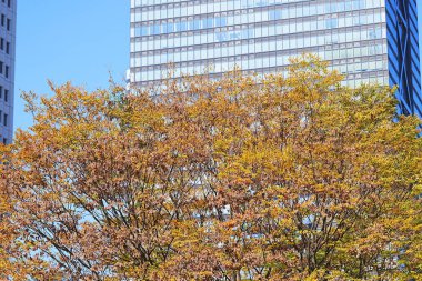 Tokyo sonbahar yaprakları peyzaj