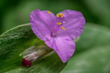 Güzel mor çiçeğin yakın görüntüsü