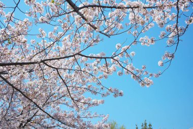 Bahar çiçekleri Bahçede çiçek açan kiraz ağacı.