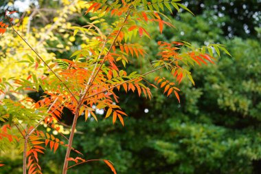 Sonbahar yaprakları, sonbahar bitkileri