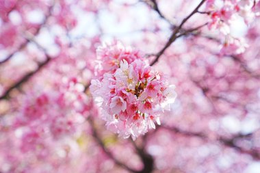 Dallarında pembe çiçekler açan güzel bir ağaç.