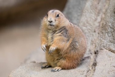  Kara kuyruklu çayır köpeği (Cynomys ludovicianus), Sciuridae familyasından bir kemirgen türü.) 