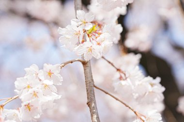 Japonya 'da kiraz çiçeği ya da sakura çiçeği.