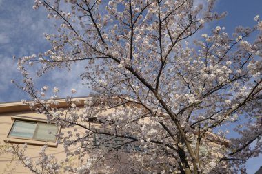 Japonya 'da kiraz çiçeği, sakura