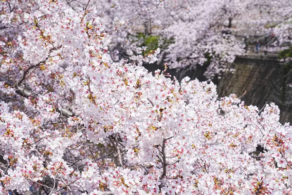 Сакура Вишня Цветет Японии — стоковое фото