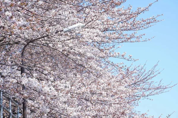 Άνθη Κερασιάς Στην Ιαπωνία — Φωτογραφία Αρχείου