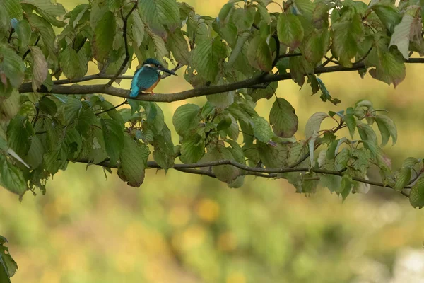 Colibri Queue Bleue Perché Sur Une Branche Arbre — Photo