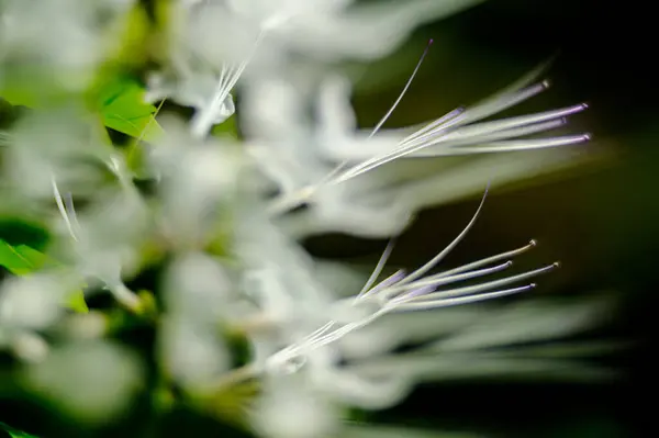 Närbild Vit Blomma Sommaren — Stockfoto