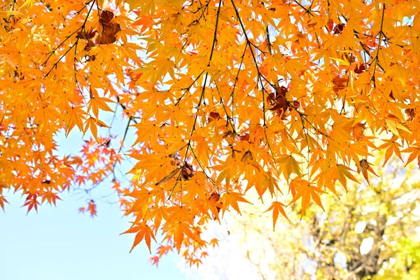 Parlak Renkli Yapraklı Sonbahar Manzarası — Stok fotoğraf