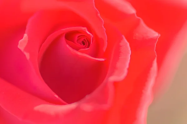 Gros Plan Pétales Rose Rouge Macro Photo — Photo