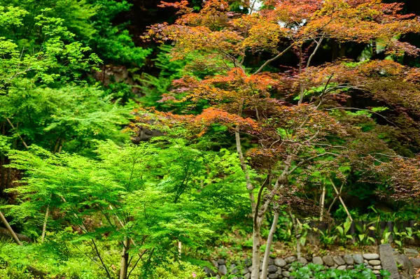 colorful japanese maple trees at autumn season