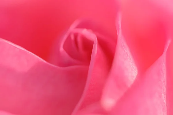 Gros Plan Belle Rose Rose — Photo