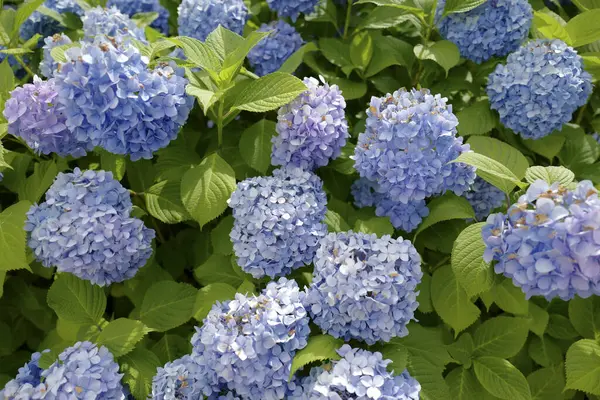 Blue Flowers Hydrangea Garden Daytime — Stock Photo, Image