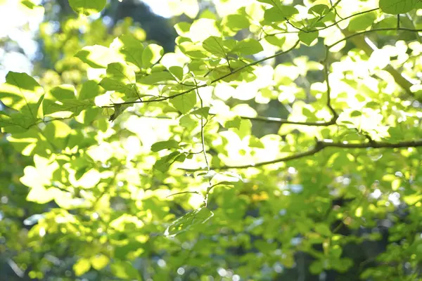 Bela Floresta Verde Pela Manhã — Fotografia de Stock